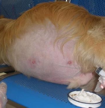 狗狗低蛋白腹水不吃东西