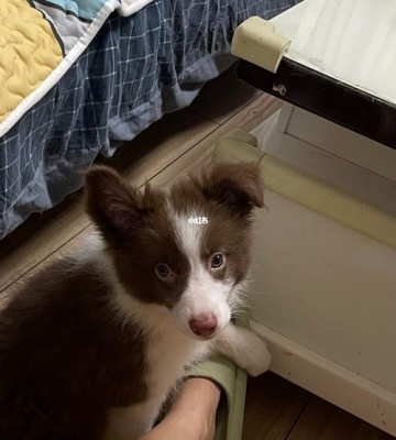 小边牧怎么让它不乱咬东西