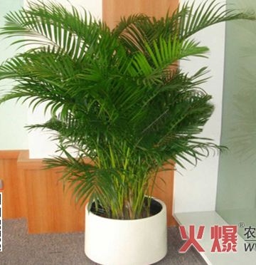 凤尾竹注意事项