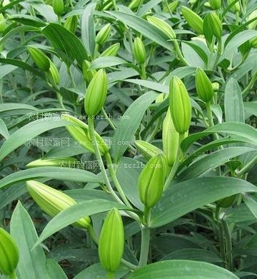百合如何栽培