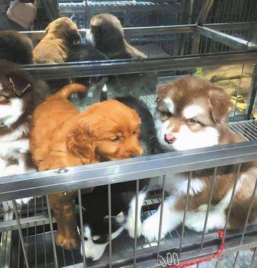狗狗买回来都需要什么东西