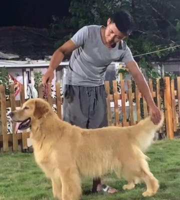 怎么训练金毛站姿