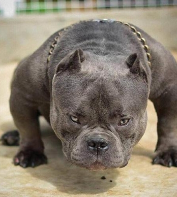怎样训练恶霸犬的肌肉