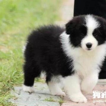 如何训练边牧在固定地点大小便