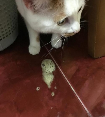 猫呕吐不吃东西眼睛肿