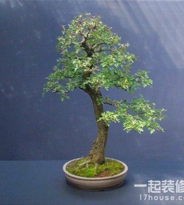 盆景的栽培和制作方法