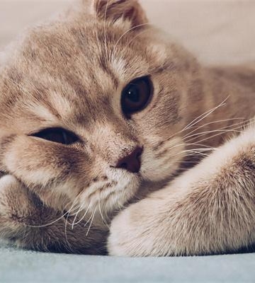 猫进新家要注意什么东西