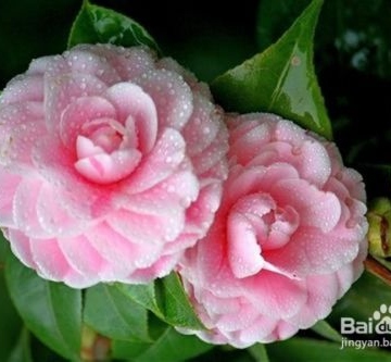 茶花夏季注意事项