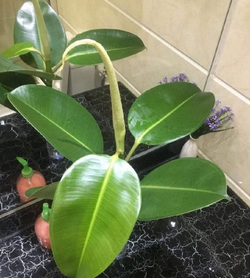 橡皮树水插的注意事项