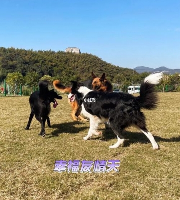 杭州狗狗训练基地
