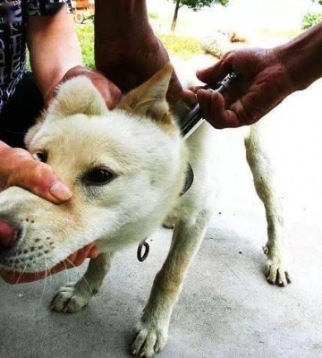 狗大狗总是乱咬东西怎么办啊
