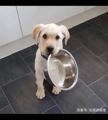 怎么训狗叼东西