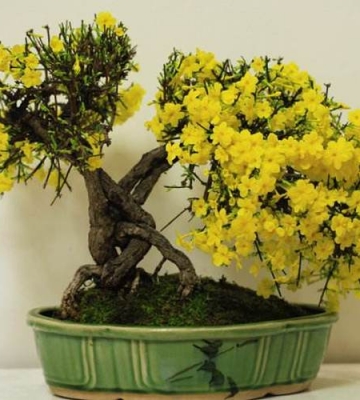 迎春花的栽培