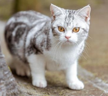 小猫怎没训练让它温顺