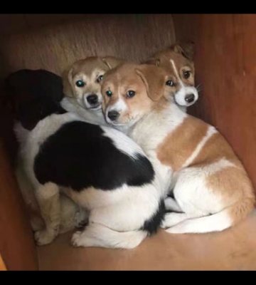 中华田园犬幼犬训练