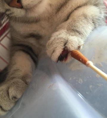 猫吃完东西为什么爪子