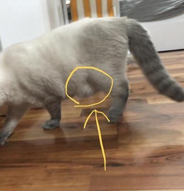 猫肚子有东西跳