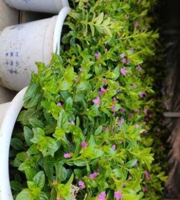 满天星植物种植方法