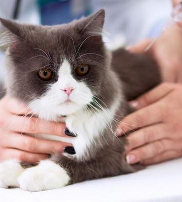 猫咪得了糖尿病不吃东西怎么办