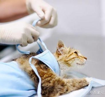 宠物手术前需要做哪些准备什么东西
