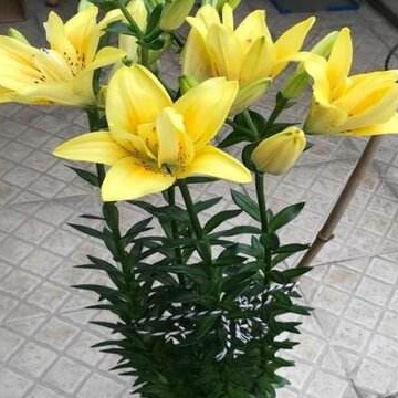 种百合花的注意事项