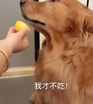 金毛狗乱吃东西怎么办