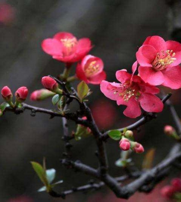 海棠花养殖方法