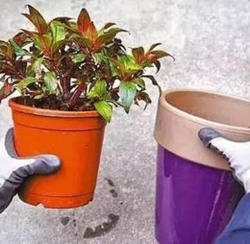 刚换盆绿植的注意事项