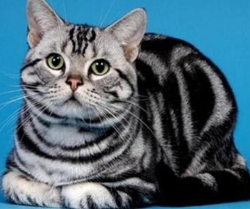猫猫才来 该买什么东西