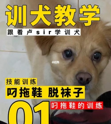 如何训练狗狗拿拖鞋