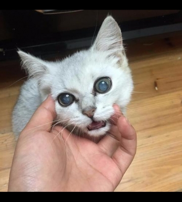 猫咪眼睛上有东西怎么办