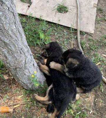 德牧幼犬上树训练