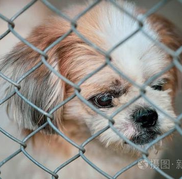 训练狗待在笼子里