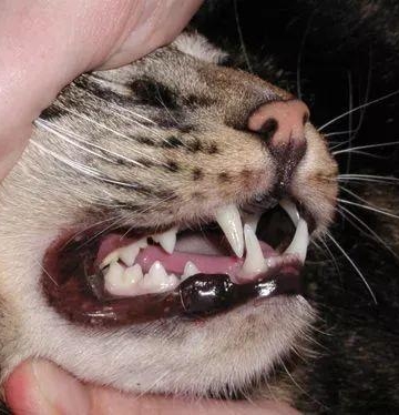 猫咪口臭 不怎么吃东西