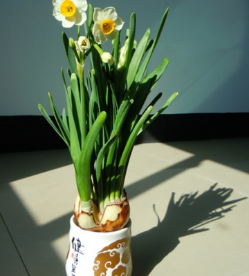 开花后的水仙如何栽培