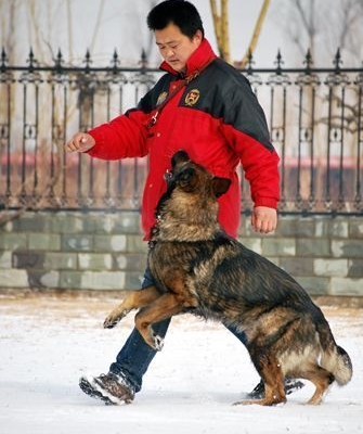 兰州工作犬训练基地