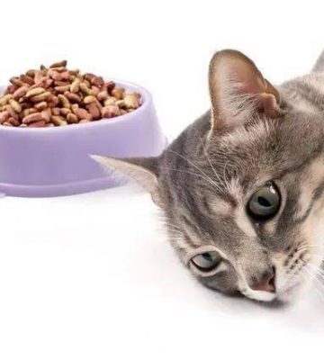 猫不爱吃东西最常见病