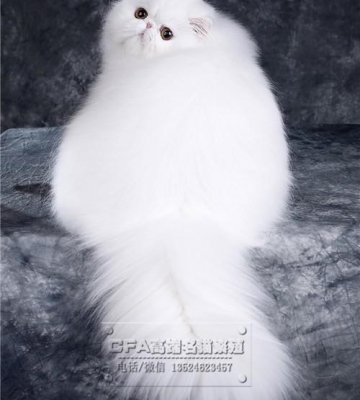 训练波斯猫