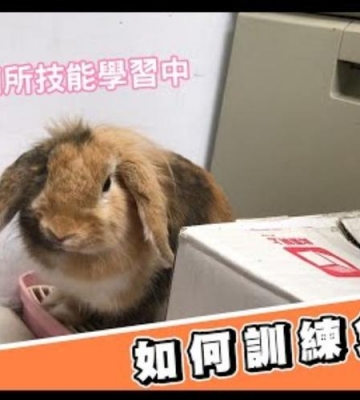 如何训练兔子记住主人