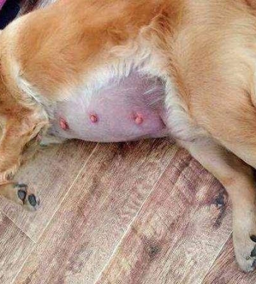 狗生产完需要注意什么东西