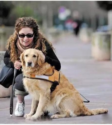 金毛导盲犬的训练