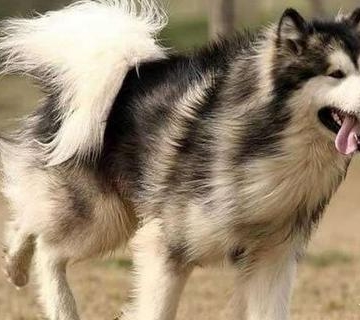 阿拉斯加犬叫声狗训练