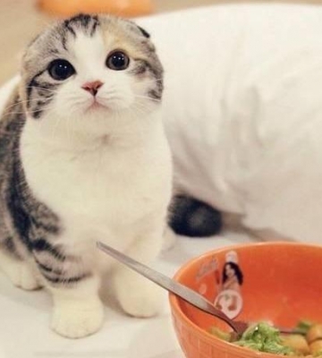 怎样让猫咪吃东西