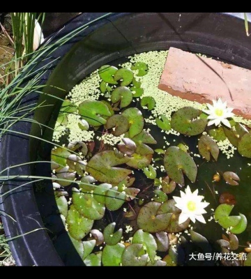 睡莲盆栽 种植方法
