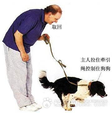 狗狗衔回训练