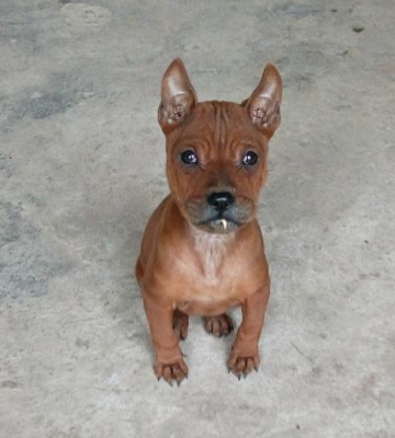 怎样训练川东猎犬猎兔
