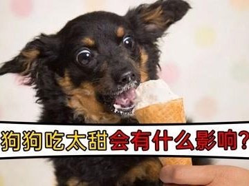 狗吃甜的东西是什么原因是什么情况