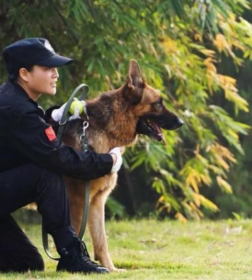 军犬是怎么训练的