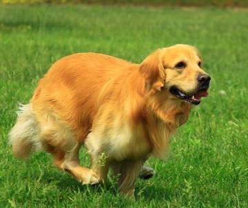 金毛犬不听话怎么训练