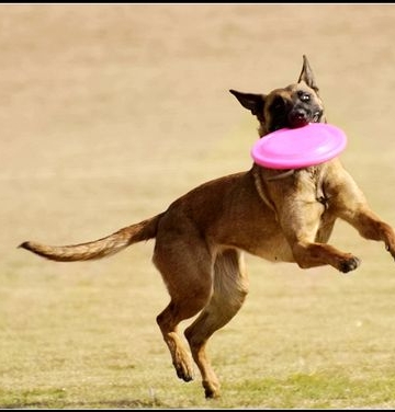 小马犬随行训练视频